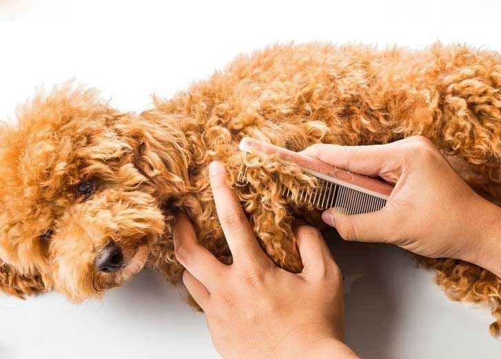 Πουντλ-ξεκομπιασμα