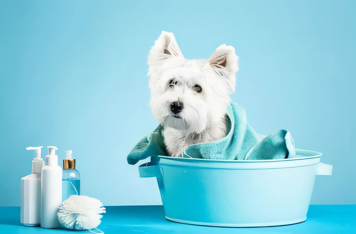 Γουεστι-μπανιο