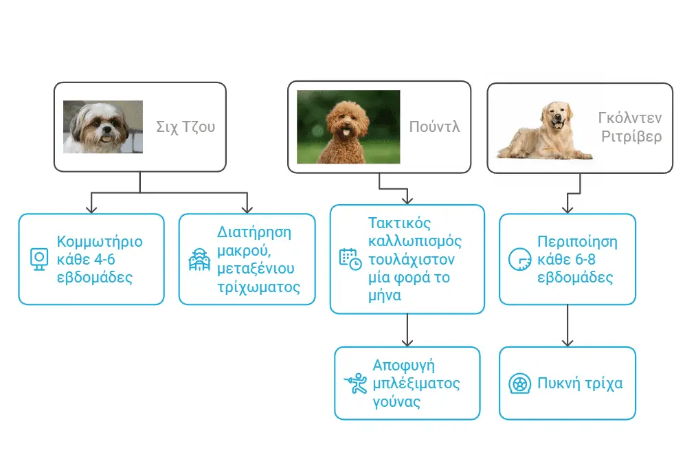 σιχ τσου πούντλ γκόλντεν ριτρίβερ