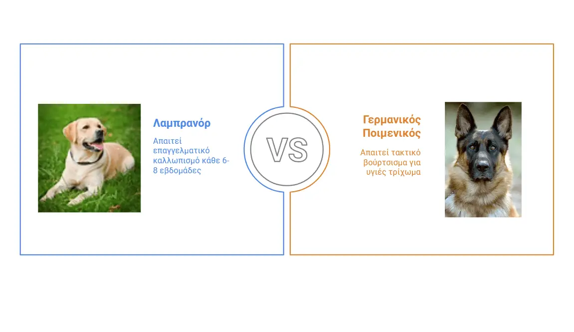 λαμπραντόρ γερμανικός ποιμενικός